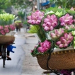 Du xuân Tết 2017